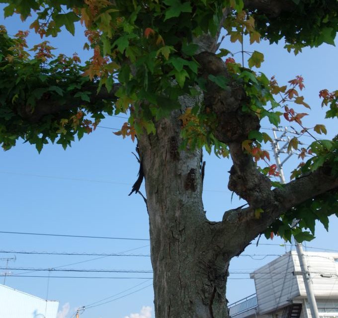 Zikaden im Baum