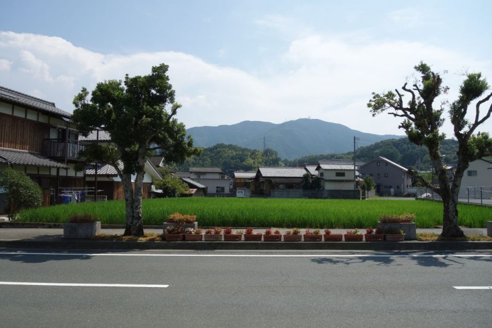 Reisfeld an der Strasse in Uchiko