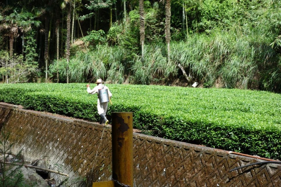 Ein Anwohner bei der Bewirtschaftung seiner Teepflanzen