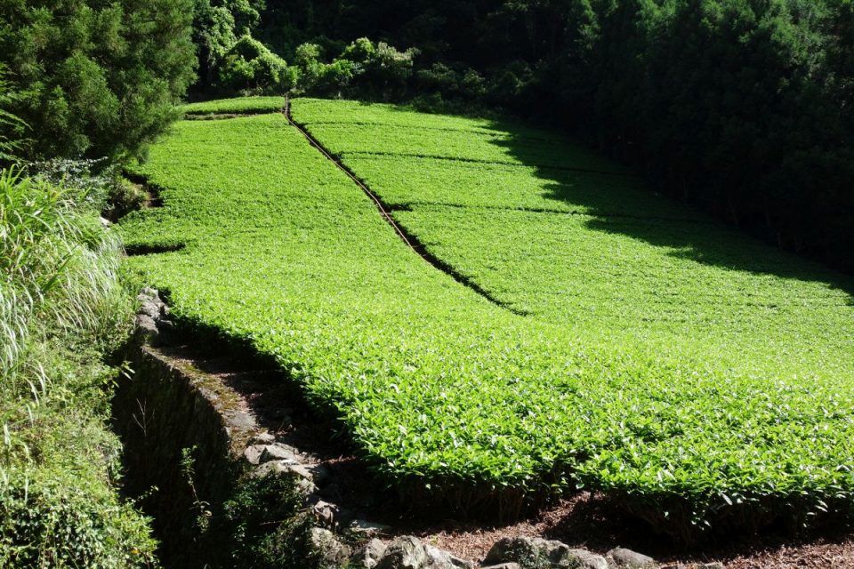 Tee-Feld am Rande Sokusawas