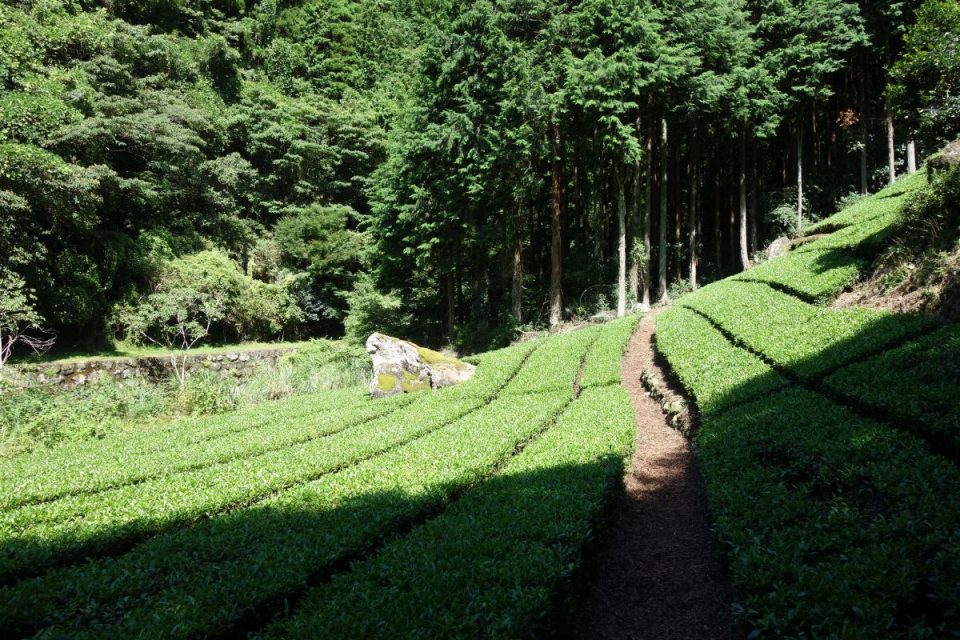 Eingang zum Sokusawa Trailhead über eine Tee-Plantage
