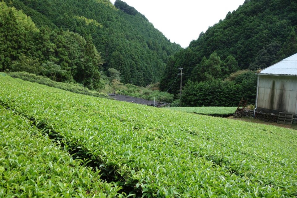 Tee-Plantagen auf dem Weg zurück nach Sukosawa