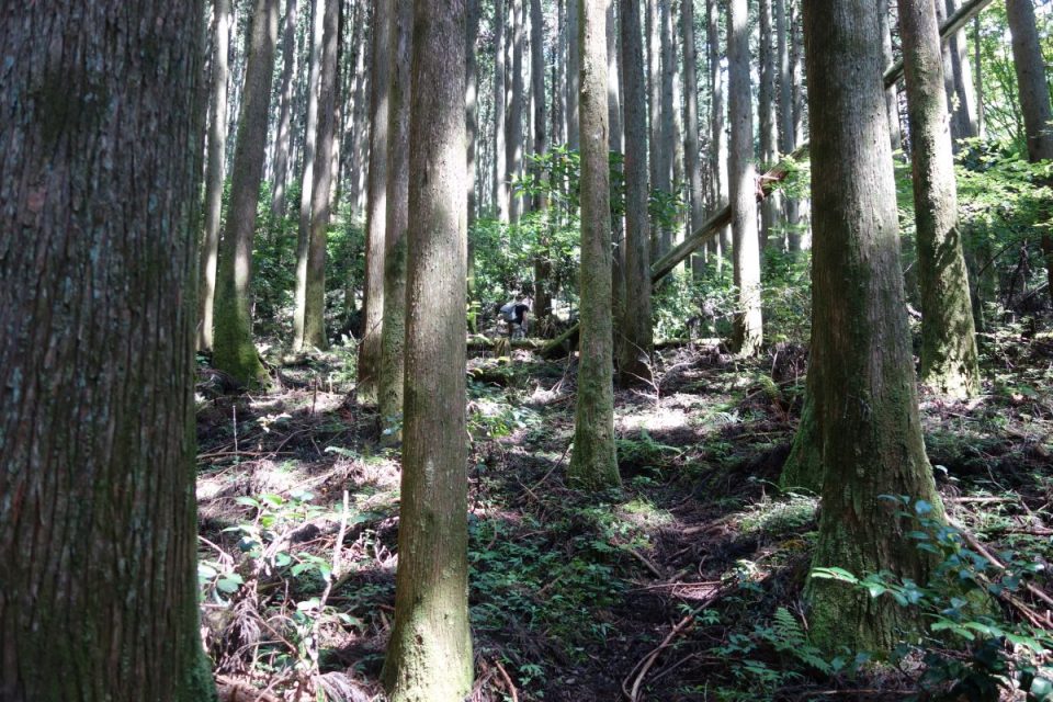 Sokusawa Trail #6