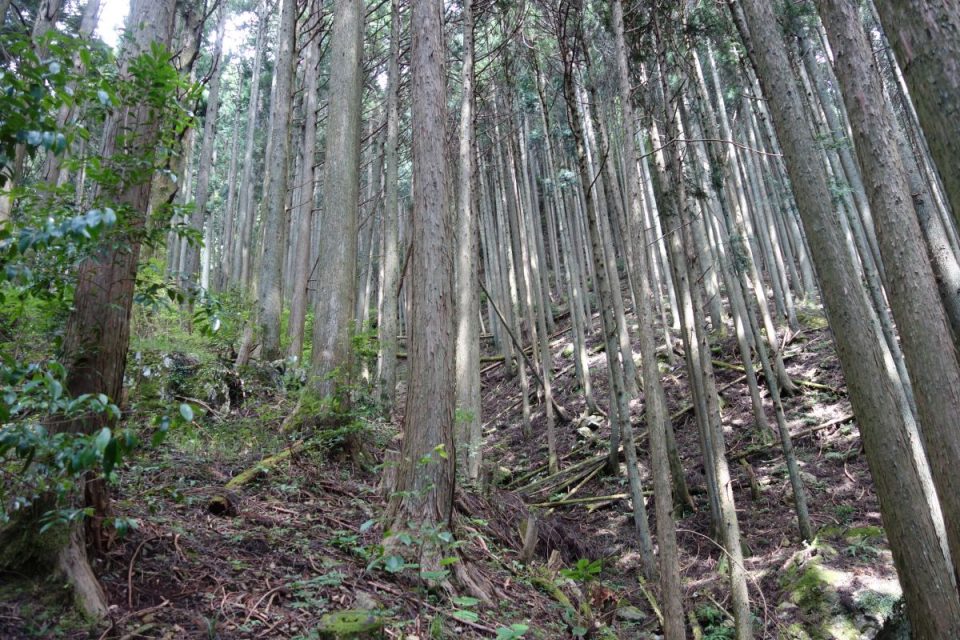 Sokusawa Trail #7