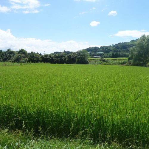 Wieder inmitten der Natur entlang der Reisfelder