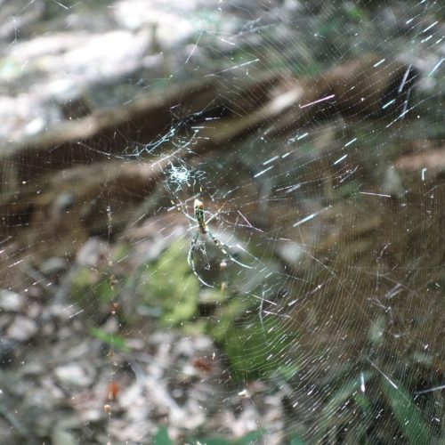 Fleißige Spinnen gab es überall im Wald