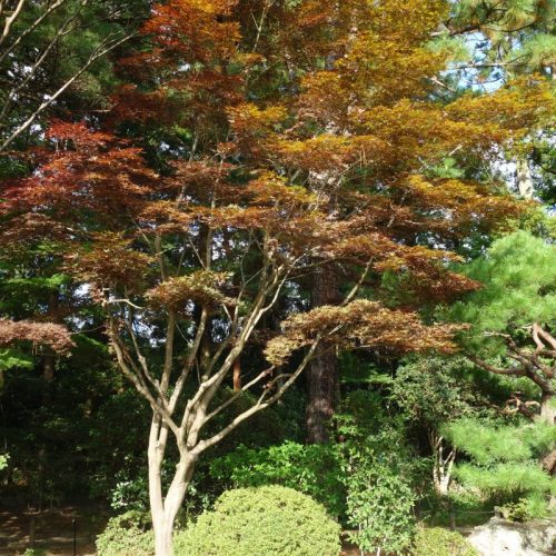 Japanischer Garten am Rinnoji-Tempel #8