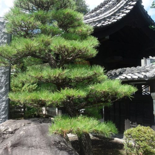 Baum am Eingang des Seigan Tempels