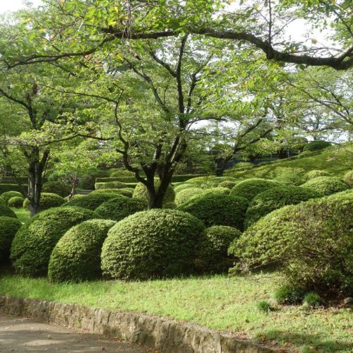 Azaleen im Hachimanyama Park