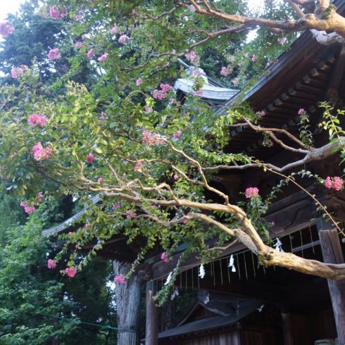 Ein Baum im Futaarayama Schrein