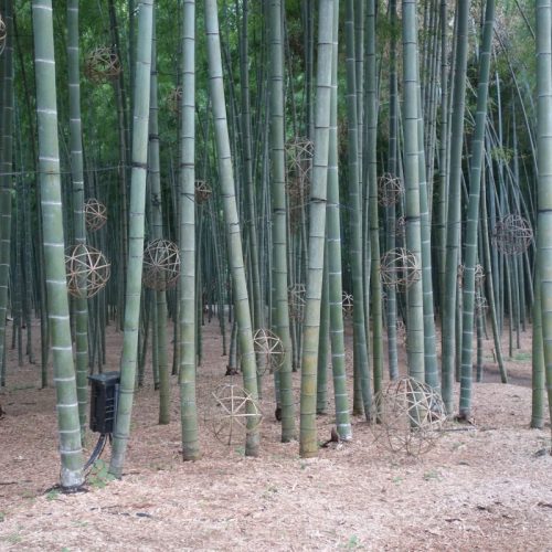 Moso Bambus, die geläufigste Bambus-Art