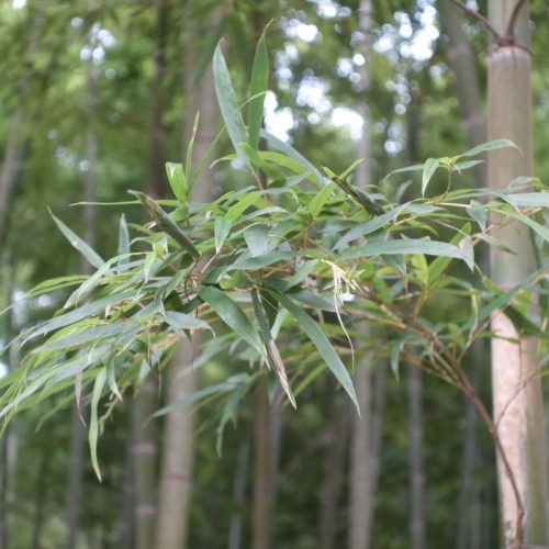 Moso Bambus Blätter