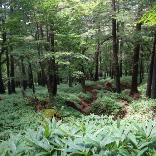 Der Wald am Fuße des Nantai-San