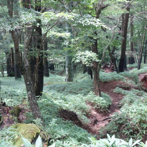 Der Wald am Fuße des Nantai-San #2