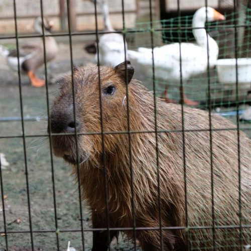 Capybara im Hachimanyama Zoo (© Andre)