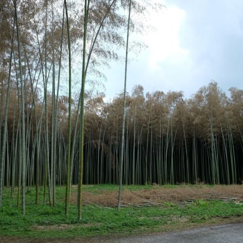 Der Dunkle Bambus-Wald (© André)