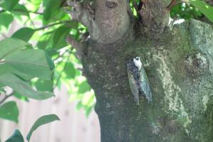 Eine Zikade am Baum
